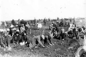 Children digging frozen potatoes in a collective farm